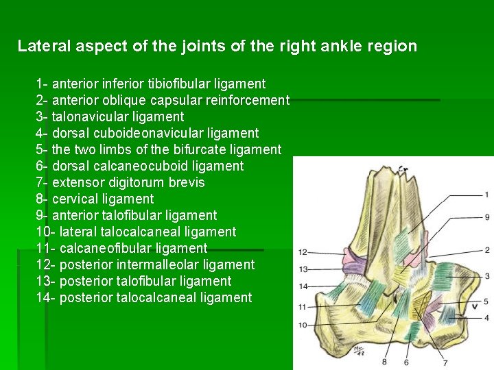 Lateral aspect of the joints of the right ankle region 1 - anterior inferior
