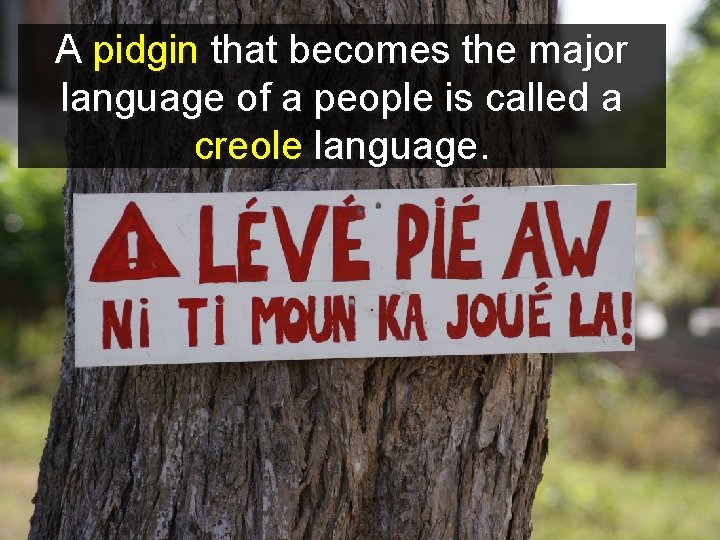 A pidgin that becomes the major language of a people is called a creole