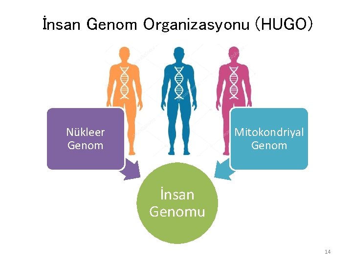 İnsan Genom Organizasyonu (HUGO) Nükleer Genom Mitokondriyal Genom İnsan Genomu 14 