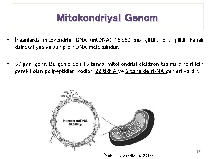 Mitokondriyal Genom • İnsanlarda mitokondrial DNA (mt. DNA) 16. 569 baz çiftlik, çift iplikli,