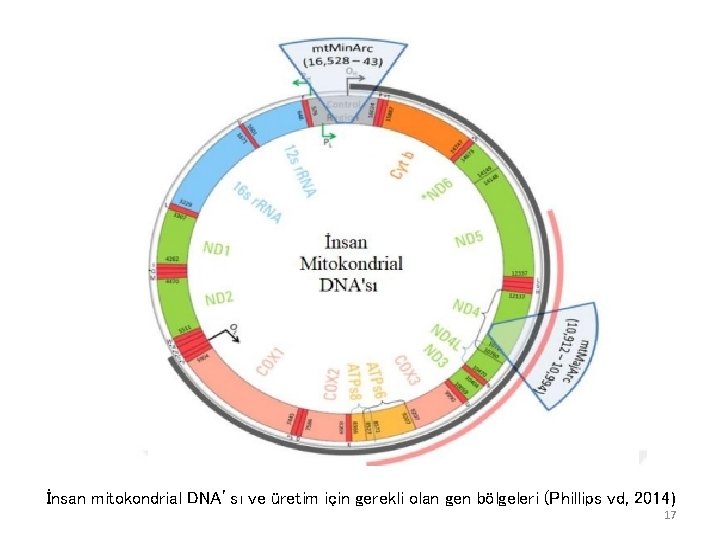 İnsan mitokondrial DNA’sı ve üretim için gerekli olan gen bölgeleri (Phillips vd, 2014) 17