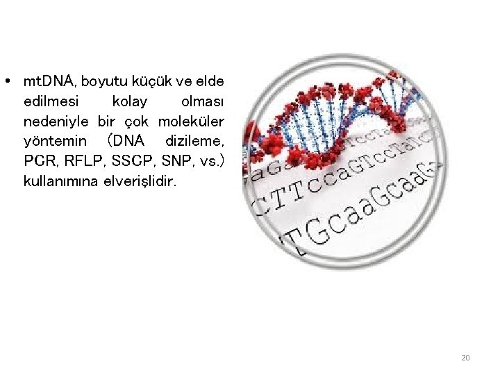 • mt. DNA, boyutu küçük ve elde edilmesi kolay olması nedeniyle bir çok