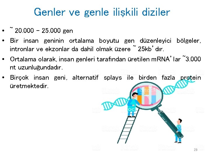 Genler ve genle ilişkili diziler • ~ 20. 000 – 25. 000 gen •