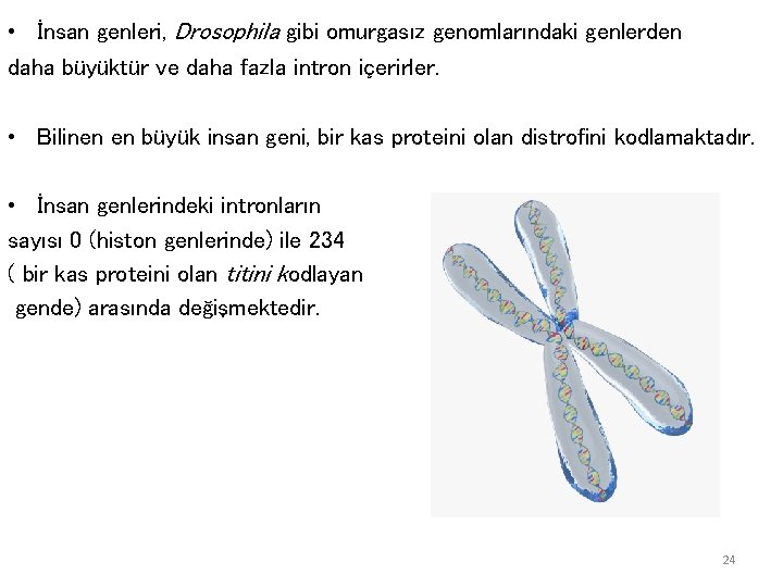  • İnsan genleri, Drosophila gibi omurgasız genomlarındaki genlerden daha büyüktür ve daha fazla