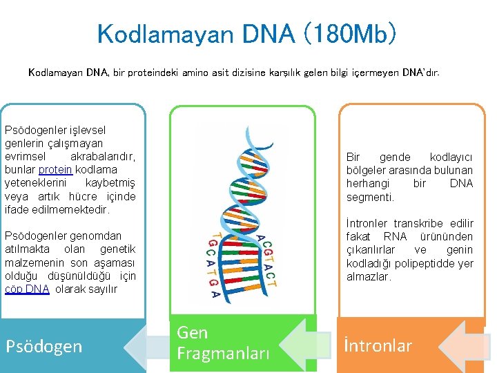 Kodlamayan DNA (180 Mb) Kodlamayan DNA, bir proteindeki amino asit dizisine karşılık gelen bilgi