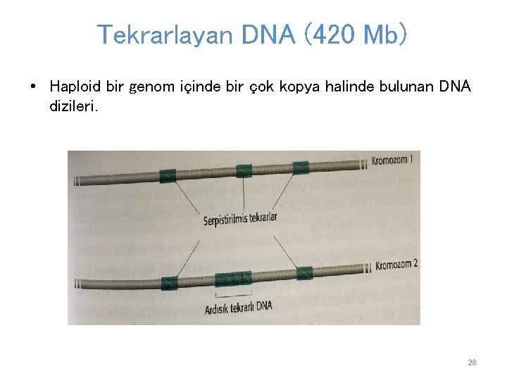 Tekrarlayan DNA (420 Mb) • Haploid bir genom içinde bir çok kopya halinde bulunan