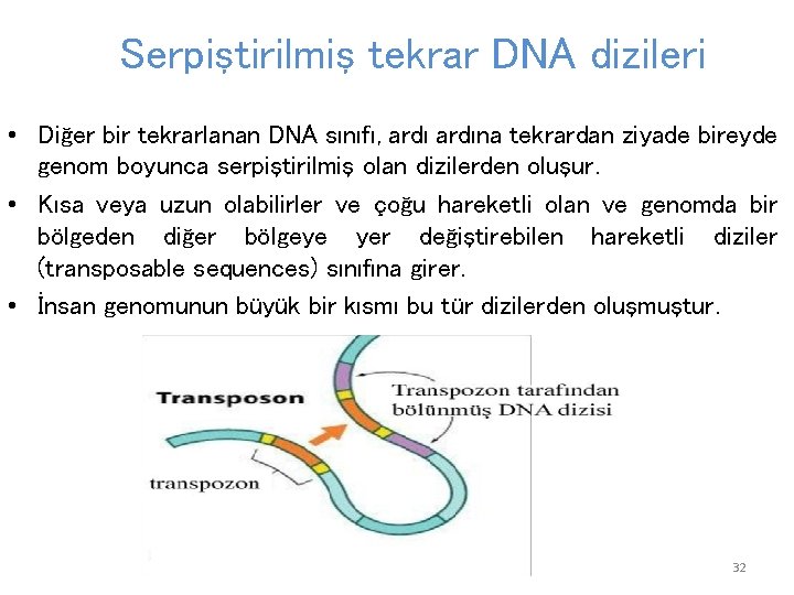 Serpiştirilmiş tekrar DNA dizileri • Diğer bir tekrarlanan DNA sınıfı, ardına tekrardan ziyade bireyde