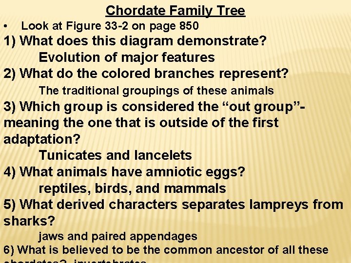 Chordate Family Tree • Look at Figure 33 -2 on page 850 1) What