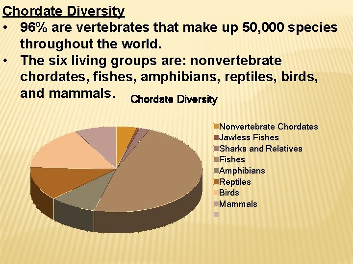 Chordate Diversity • 96% are vertebrates that make up 50, 000 species throughout the