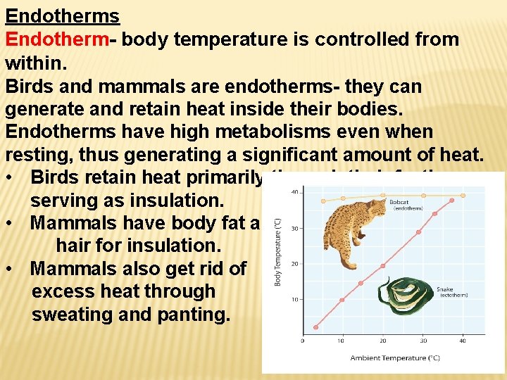 Endotherms Endotherm- body temperature is controlled from within. Birds and mammals are endotherms- they