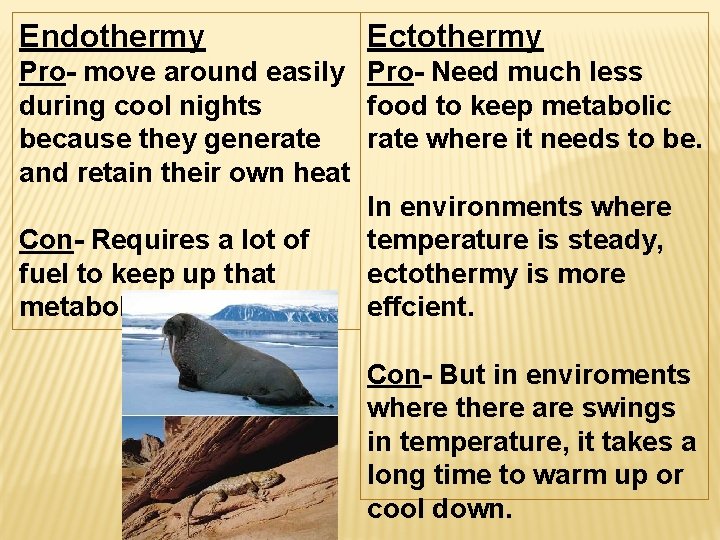 Endothermy Ectothermy Pro- move around easily Pro- Need much less during cool nights food