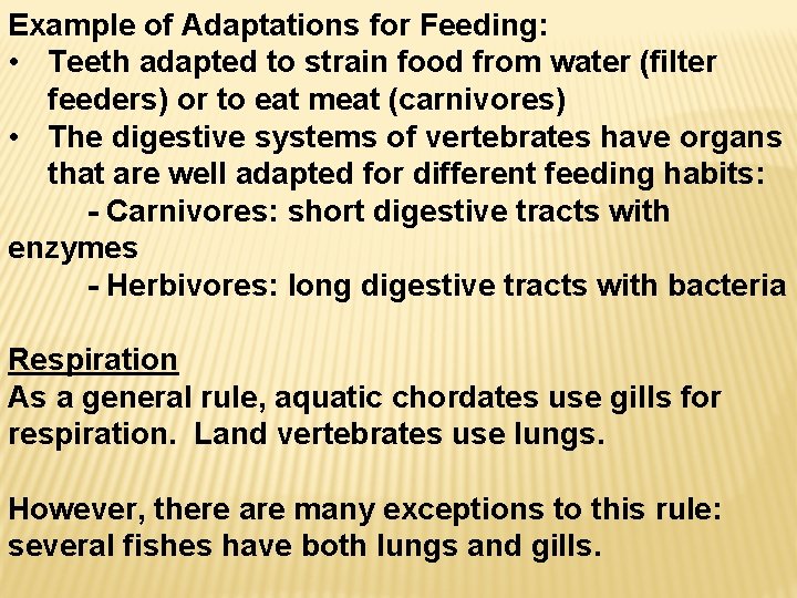 Example of Adaptations for Feeding: • Teeth adapted to strain food from water (filter