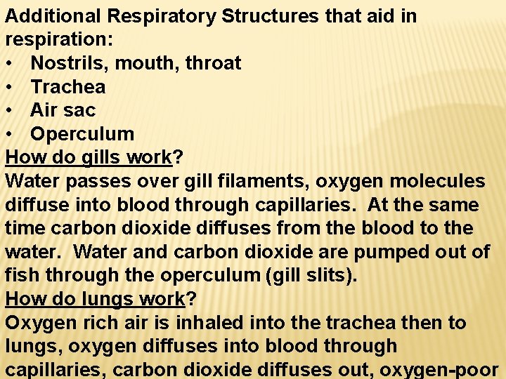 Additional Respiratory Structures that aid in respiration: • Nostrils, mouth, throat • Trachea •