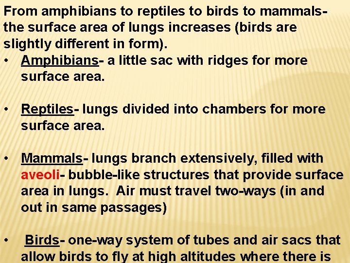 From amphibians to reptiles to birds to mammalsthe surface area of lungs increases (birds