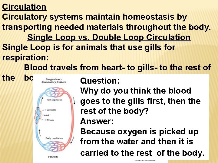 Circulation Circulatory systems maintain homeostasis by transporting needed materials throughout the body. Single Loop