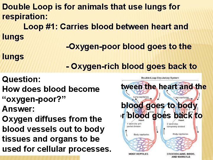 Double Loop is for animals that use lungs for respiration: Loop #1: Carries blood