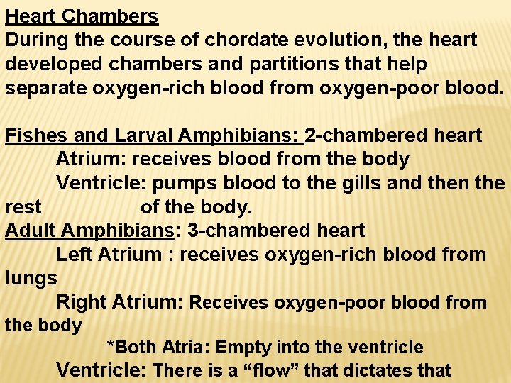 Heart Chambers During the course of chordate evolution, the heart developed chambers and partitions