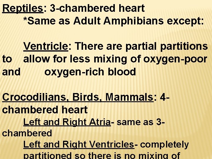 Reptiles: 3 -chambered heart *Same as Adult Amphibians except: Ventricle: There are partial partitions