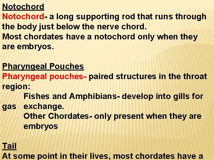 Notochord- a long supporting rod that runs through the body just below the nerve