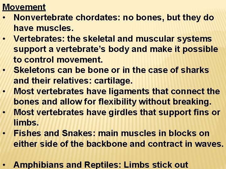 Movement • Nonvertebrate chordates: no bones, but they do have muscles. • Vertebrates: the