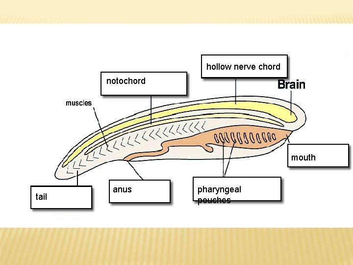 hollow nerve chord notochord mouth tail anus pharyngeal pouches 