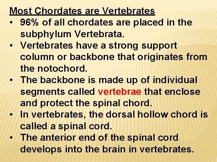 Most Chordates are Vertebrates • 96% of all chordates are placed in the subphylum