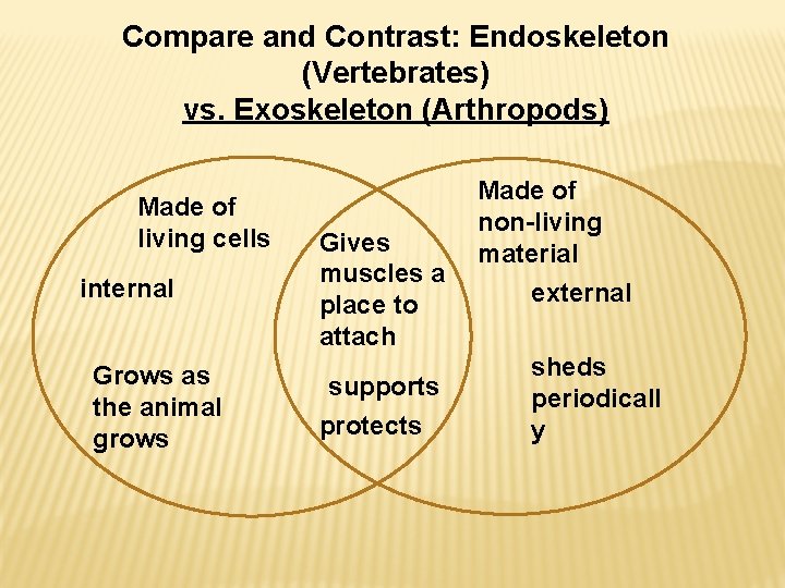 Compare and Contrast: Endoskeleton (Vertebrates) vs. Exoskeleton (Arthropods) Made of living cells internal Grows