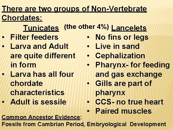 There are two groups of Non-Vertebrate Chordates: Tunicates (the other 4%) Lancelets • No