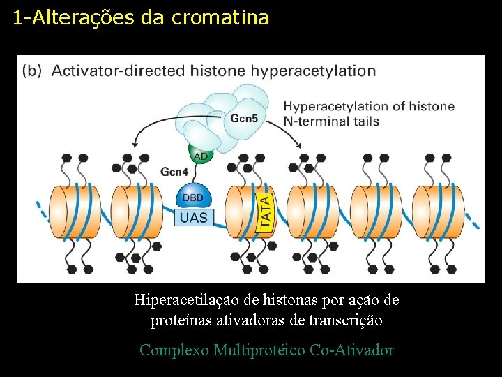1 -Alterações da cromatina Hiperacetilação de histonas por ação de proteínas ativadoras de transcrição