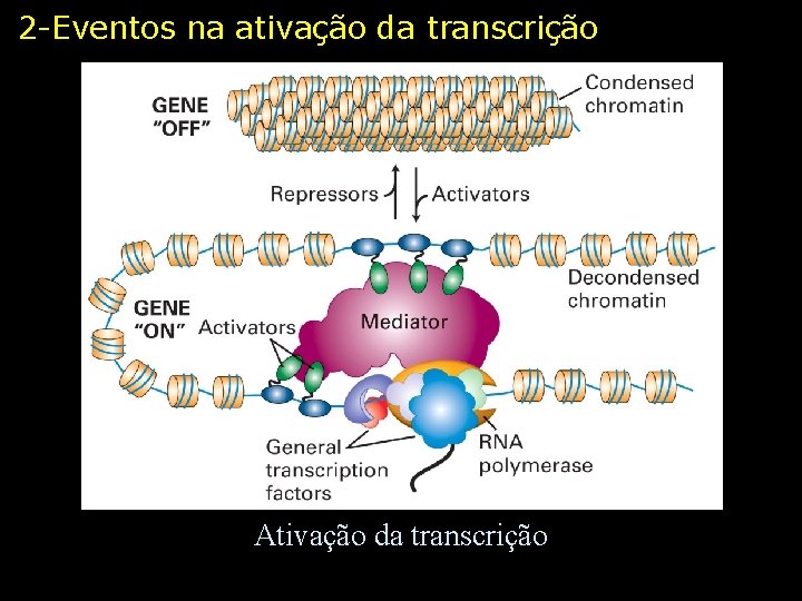 2 -Eventos na ativação da transcrição Ativação da transcrição 