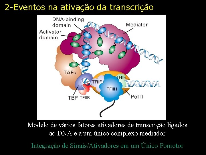 2 -Eventos na ativação da transcrição Modelo de vários fatores ativadores de transcrição ligados