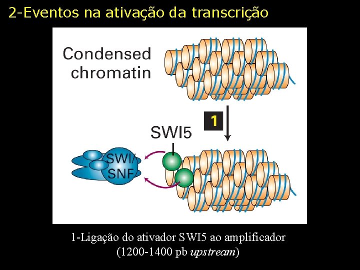 2 -Eventos na ativação da transcrição 1 -Ligação do ativador SWI 5 ao amplificador