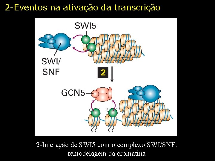 2 -Eventos na ativação da transcrição 2 -Interação de SWI 5 com o complexo