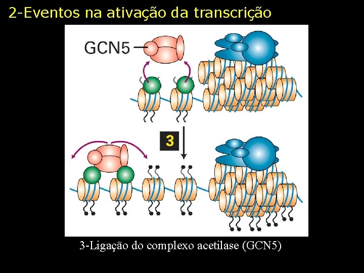 2 -Eventos na ativação da transcrição 3 -Ligação do complexo acetilase (GCN 5) 