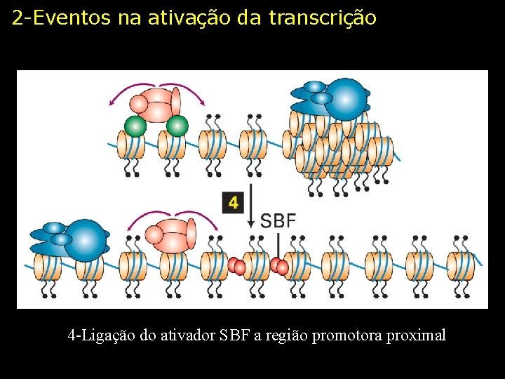 2 -Eventos na ativação da transcrição 4 -Ligação do ativador SBF a região promotora