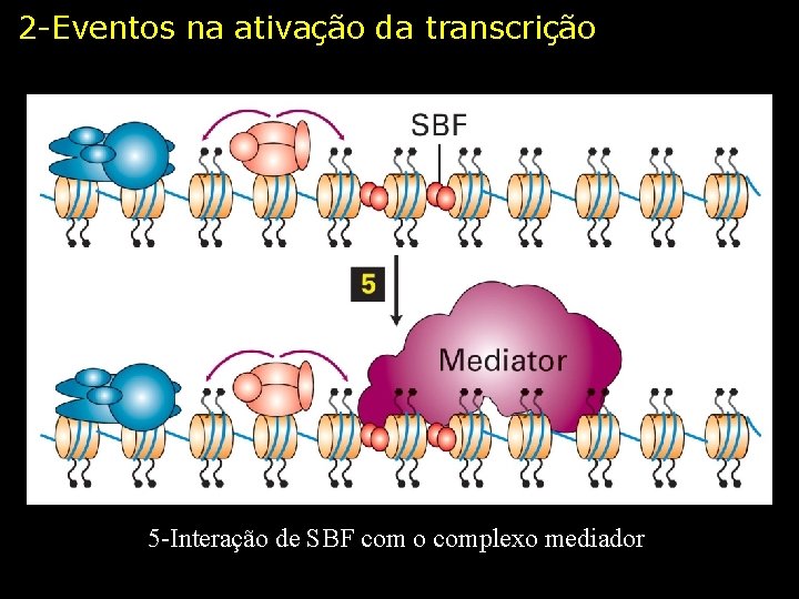 2 -Eventos na ativação da transcrição 5 -Interação de SBF com o complexo mediador