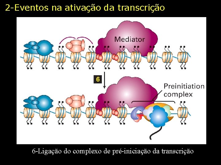 2 -Eventos na ativação da transcrição 6 -Ligação do complexo de pré-iniciação da transcrição