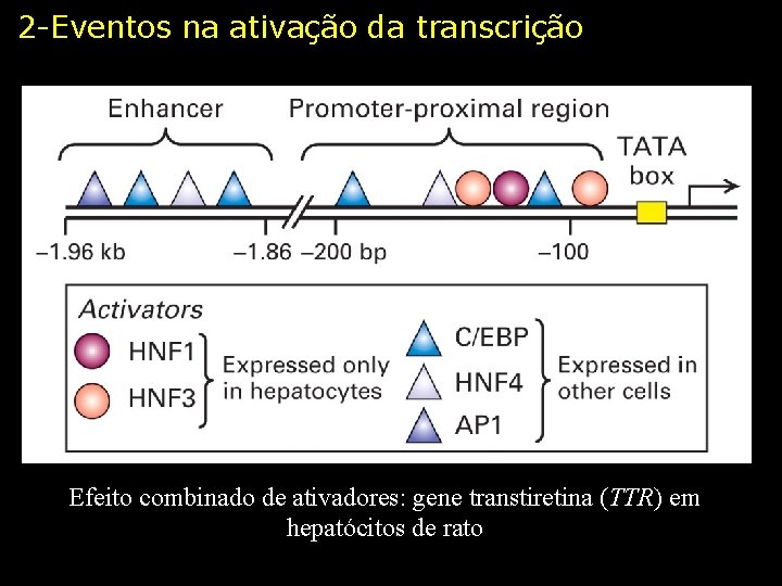 2 -Eventos na ativação da transcrição Efeito combinado de ativadores: gene transtiretina (TTR) em