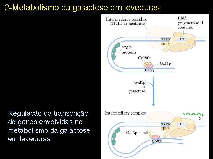 2 -Metabolismo da galactose em leveduras Regulação da transcrição de genes envolvidas no metabolismo