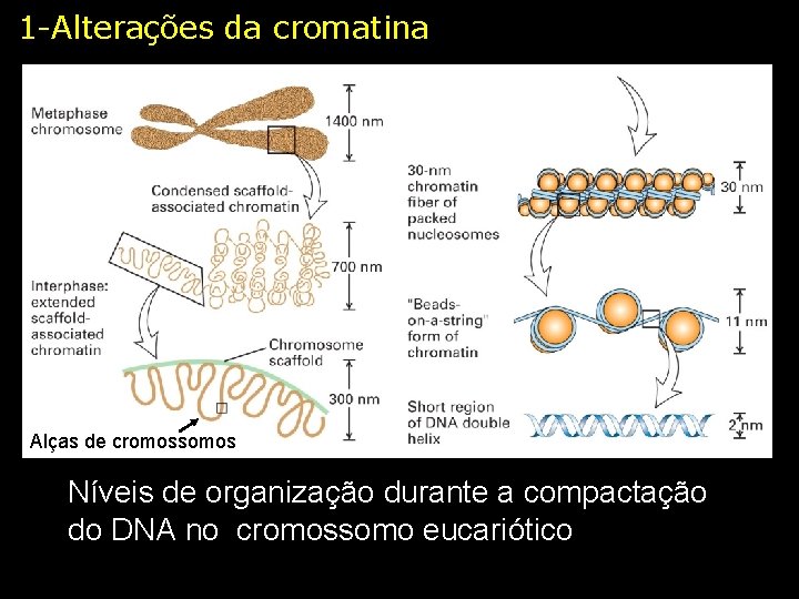 1 -Alterações da cromatina Alças de cromossomos Níveis de organização durante a compactação do