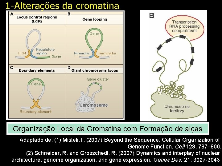 1 -Alterações da cromatina Organização Local da Cromatina com Formação de alças Adaptado de: