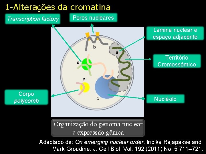 1 -Alterações da cromatina Transcription factory Poros nucleares Lamina nuclear e espaço adjacente Território