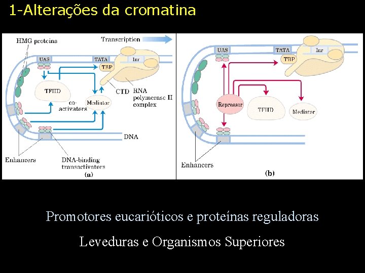 1 -Alterações da cromatina Promotores eucarióticos e proteínas reguladoras Leveduras e Organismos Superiores 