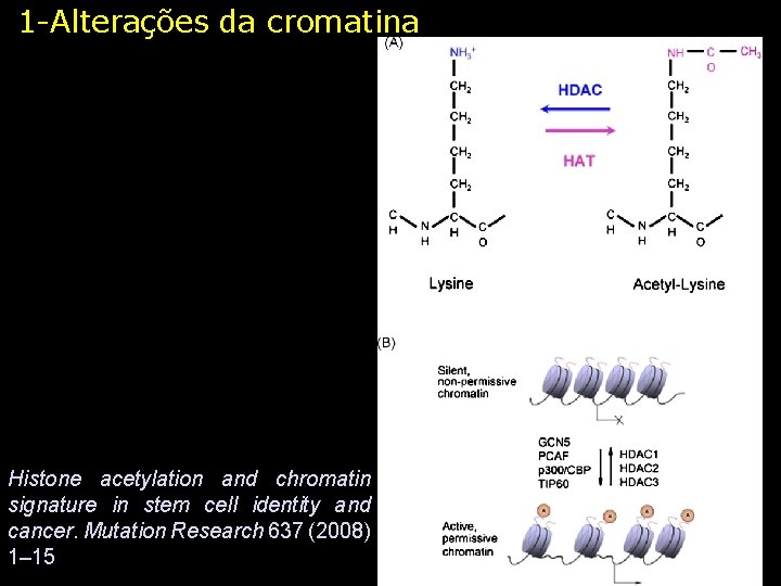 1 -Alterações da cromatina Histone acetylation and chromatin signature in stem cell identity and