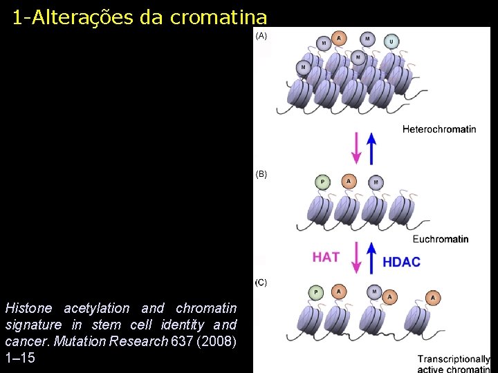 1 -Alterações da cromatina Histone acetylation and chromatin signature in stem cell identity and