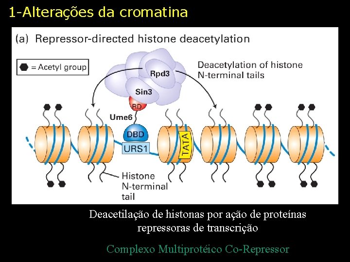 1 -Alterações da cromatina Deacetilação de histonas por ação de proteínas repressoras de transcrição