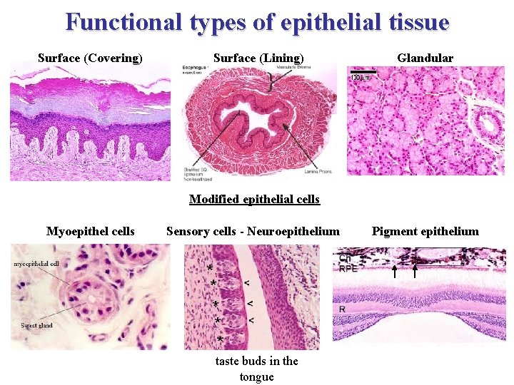 Functional types of epithelial tissue Surface (Covering) Surface (Lining) Glandular Modified epithelial cells Myoepithel