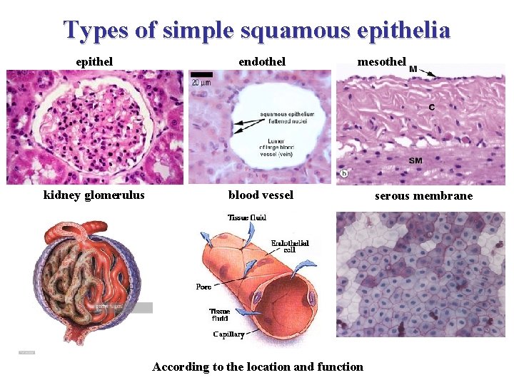 Types of simple squamous epithelia epithel endothel kidney glomerulus blood vessel mesothel According to