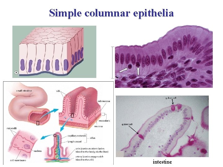 Simple columnar epithelia intestine 