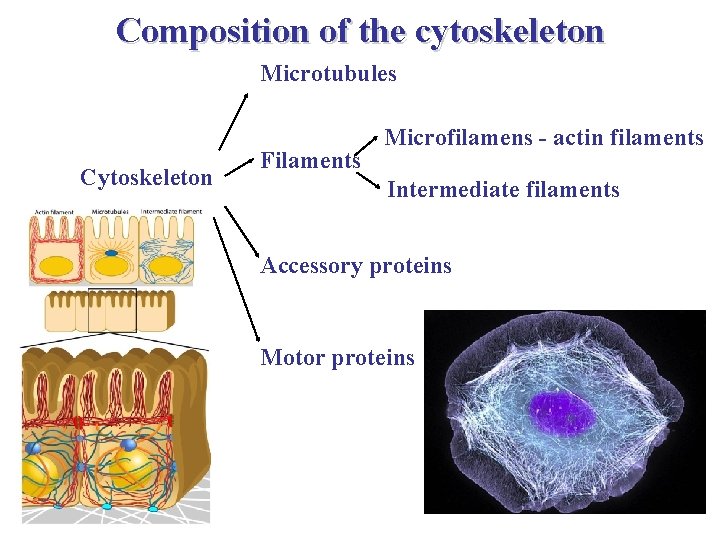 Composition of the cytoskeleton Microtubules Cytoskeleton Filaments Microfilamens - actin filaments Intermediate filaments Accessory